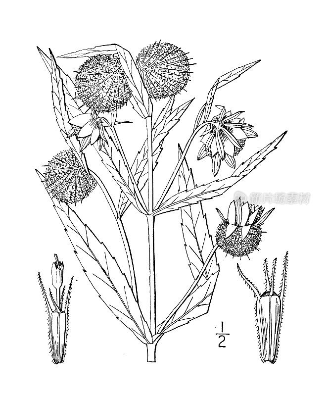 古植物学植物插图:鬼针草，点头芒刺-万寿菊