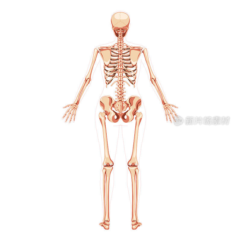 女性骨骼人体骨骼女性概念用双手张开的姿势。后视图。3D现实解剖正确的平面女孩矢量插图解剖孤立在白色