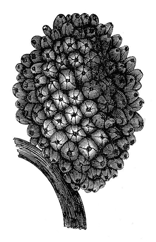 仿古雕刻插图:山露菊，茅草螺纹松
