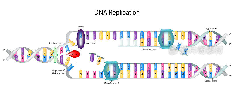 DNA复制图。DNA聚合酶酶合成。DNA复制过程中前导链和后滞后链的合成。冈崎片段。