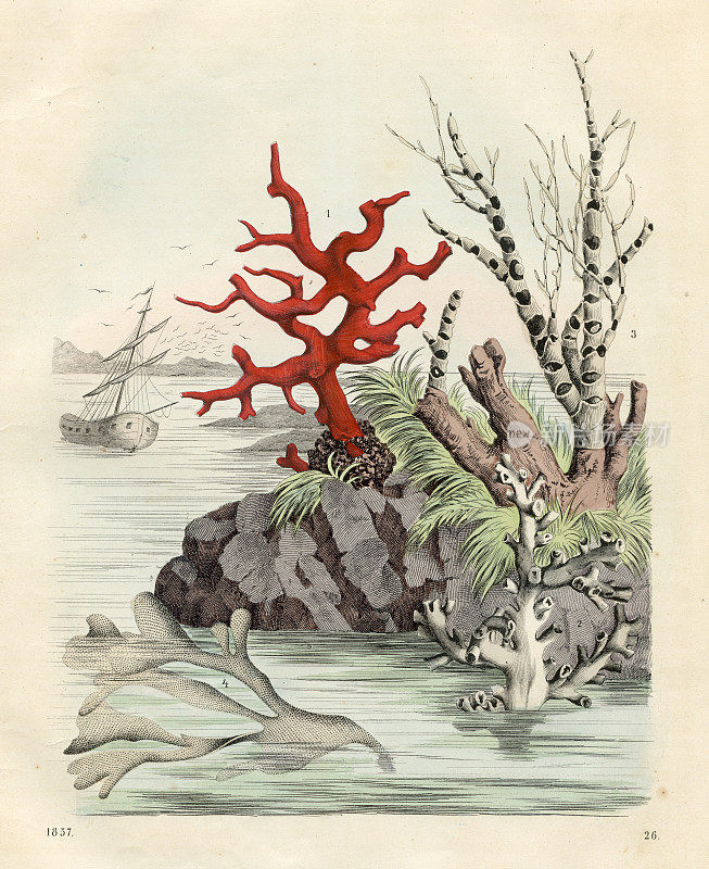 南海珊瑚群岛彩色板插图1857年