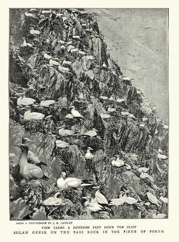 19世纪90年代，苏格兰福斯湾鲈鱼岩上的塘鹅或索兰鹅