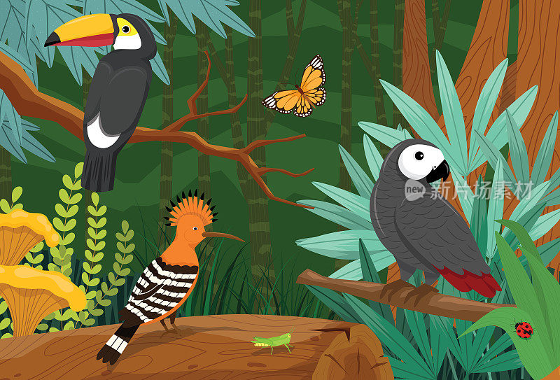 犀鸟、巨嘴鸟、鹦鹉和昆虫生活在热带雨林的生态系统中。动植物资源丰富的环境。