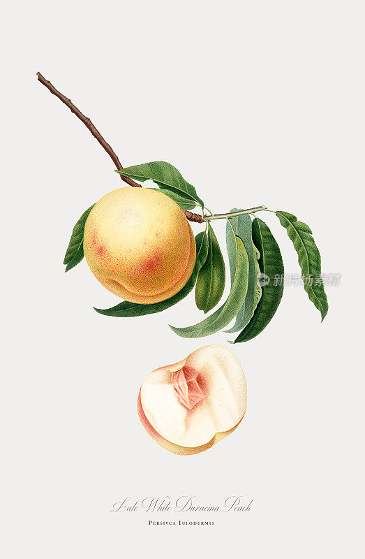 桃子，植物插图，大约1817年