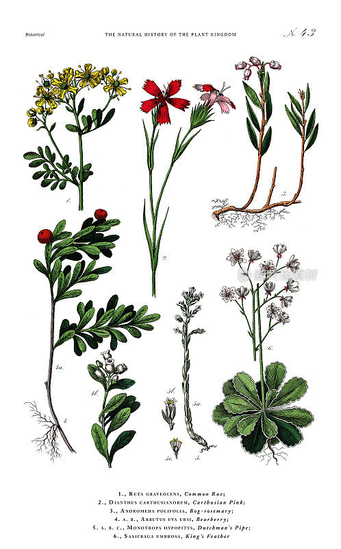 草本和开花植物，植物王国，维多利亚植物插图，大约1853年