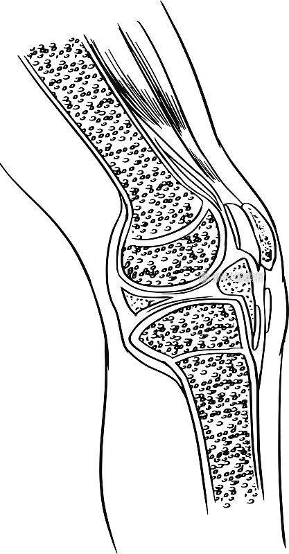 膝关节解剖学膝关节的解剖学