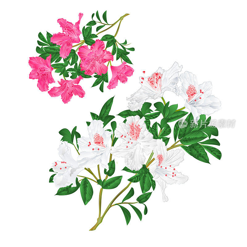树枝上粉红色和白色的花朵杜鹃花山地灌木，在白色的背景上设置四个复古矢量插图可编辑