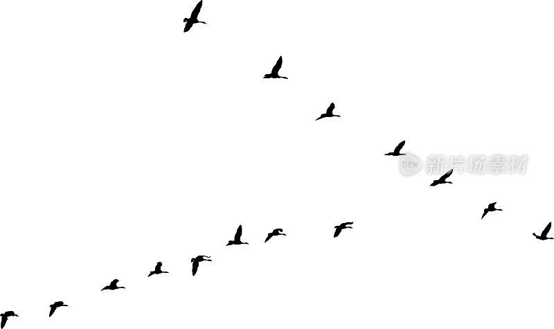 一群加拿大雁以v字队形飞行并迁徙