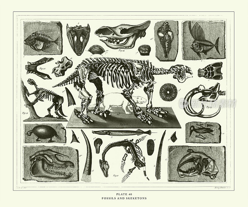 雕刻古董，化石和骨骼雕刻古董插图，1851年出版