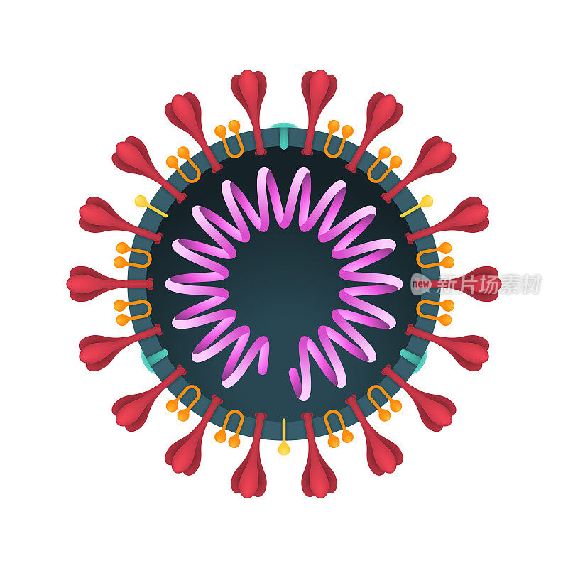 COVID-19冠状病毒横截面结构图