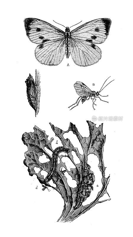 古董动物插图:芸薹属、菜蝴蝶、姬蜂