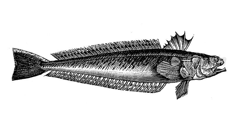 仿古动物插图:鲈鱼、鲈鱼