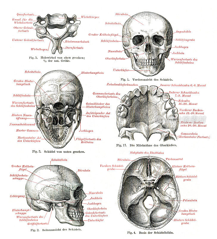 人类头骨插图1897年