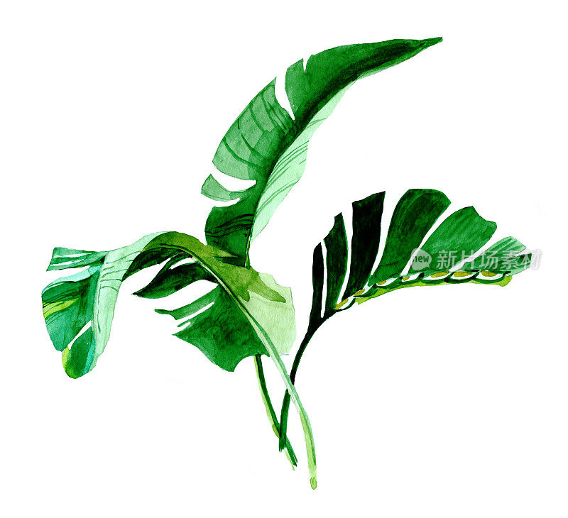 3芭蕉叶水彩孤立在白色背景植物插图。