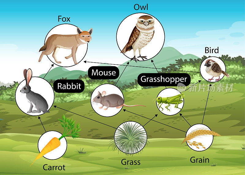 生物食物链图教育海报