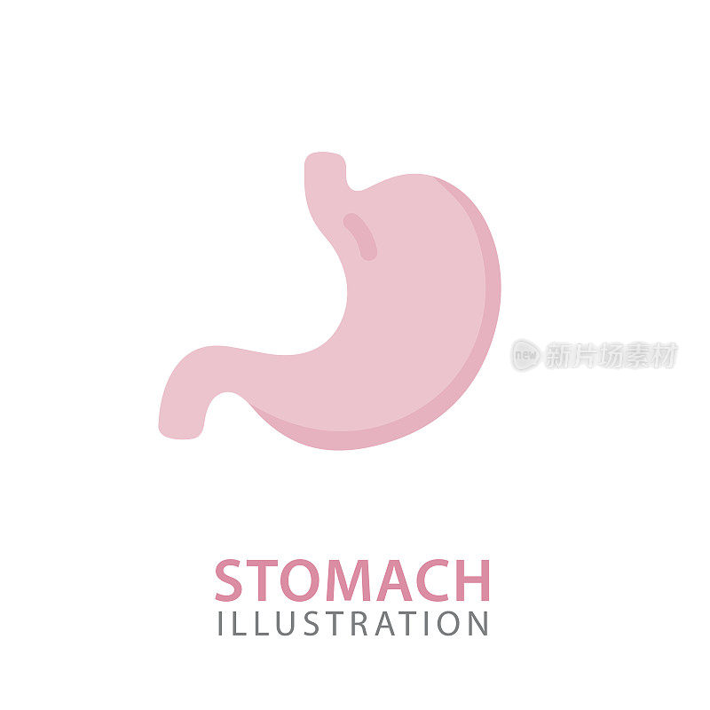 胃器官解剖说明。人体内部器官概念。矢量图