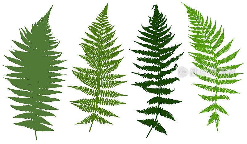 不同蕨类植物的插图