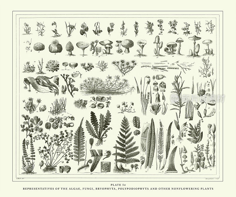 雕刻古玩，代表藻类、真菌、苔藓、水龙足植物等非开花植物雕刻古玩插图，1851年出版