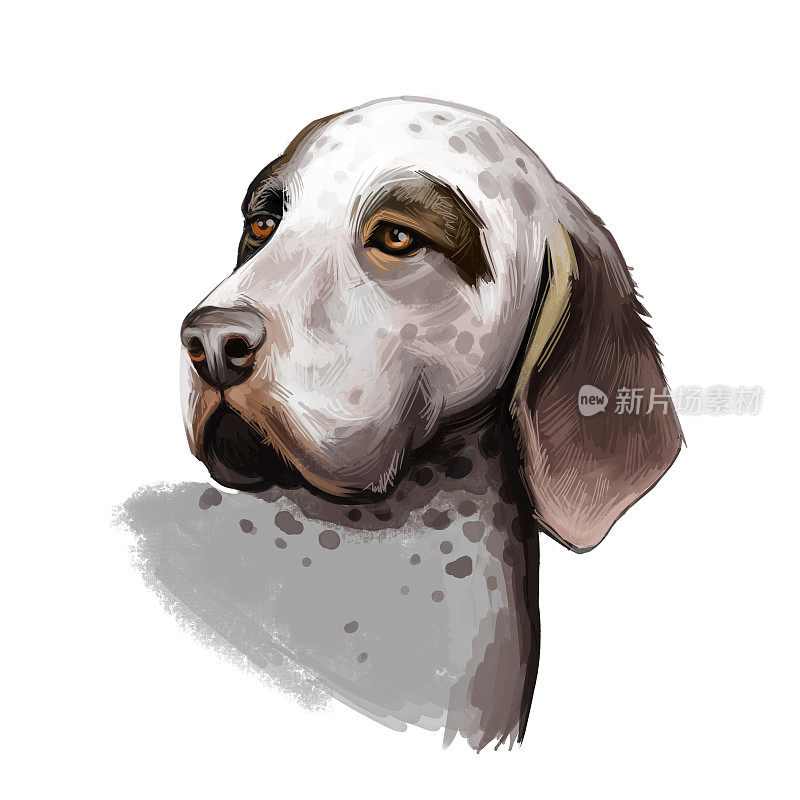 布尔戈斯猎狗品种孤立在白色背景数字艺术插图。西班牙的一种猎狗。可爱的宠物手绘肖像。图形剪贴画设计逼真的动物。