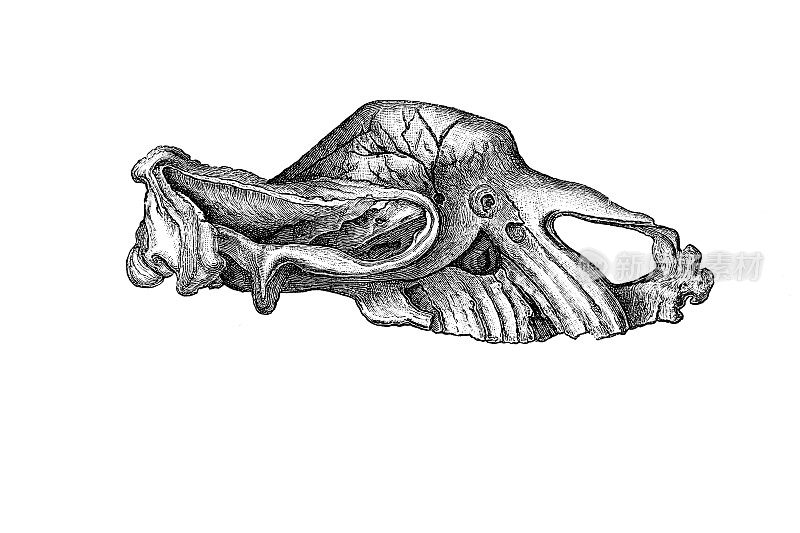的头骨Elasmotherium