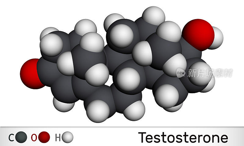 睾丸激素,testosteron分子。它是雄激素类固醇性激素。分子模型。三维渲染