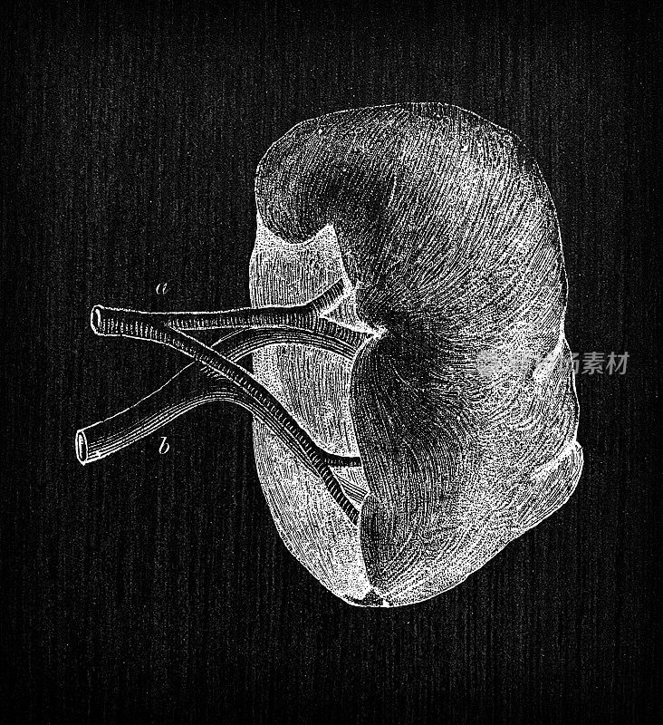 人体解剖学古董插图:脾