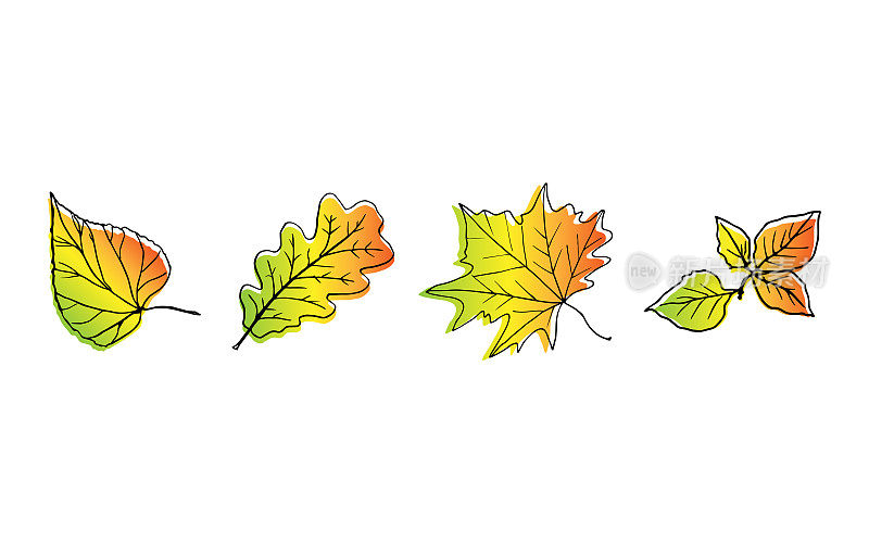 由椴树、枫树、橡树、桦树的秋叶组成。秋天各种色调的叶子——红的，黄的，绿的，金的。