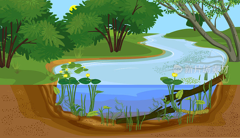 河流横截面景观。淡水河生境，有黄花和水中浮木