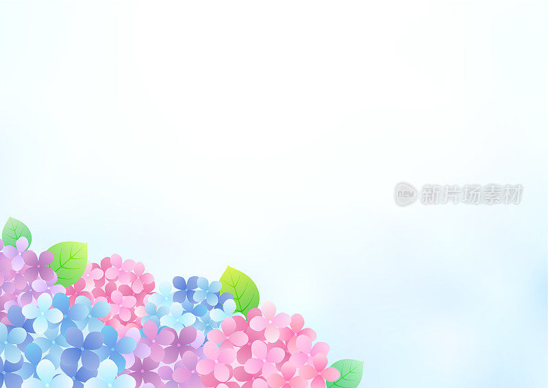 雨季绣球花，背景框架剪贴画