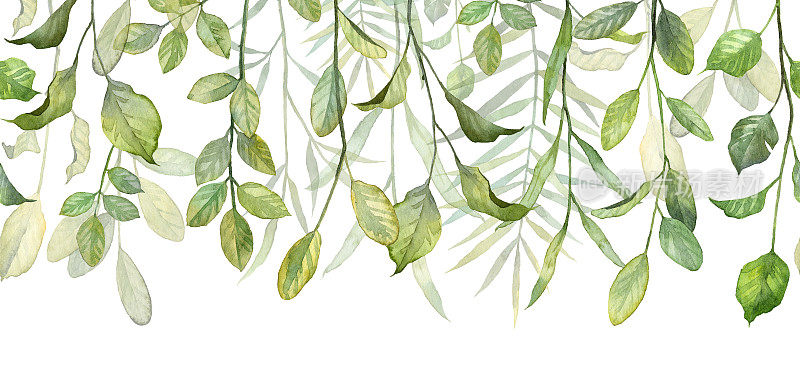 长无缝模式与悬挂植物茎孤立在白色背景。水彩详细逼真的绿叶