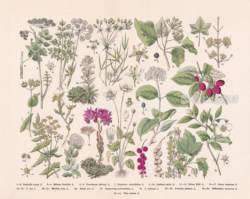开花植物(蜂科、景天科、蔷薇科)，手工彩色木刻，1887年出版