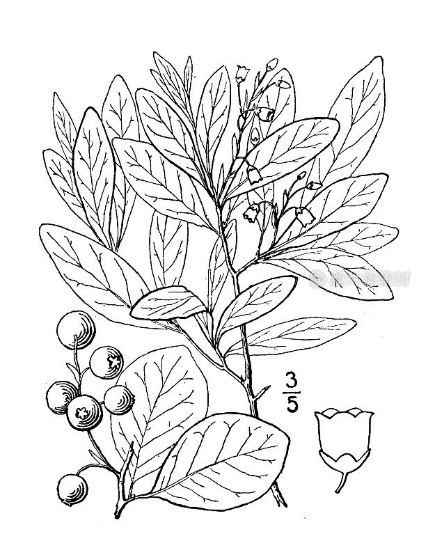 古植物学植物插图:灰树花、丹格贝利、丹格贝利