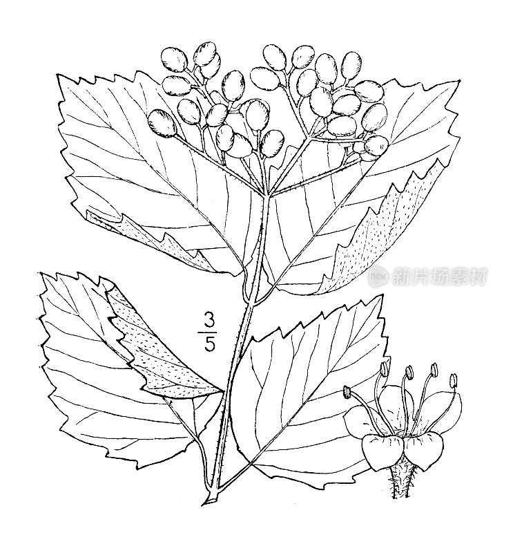 古植物学植物插图:荚蒾molle，软叶箭木