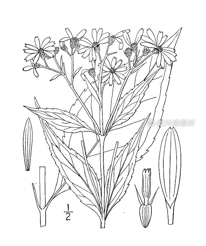 古植物学植物插图:西洋马鞭草、小黄冠须