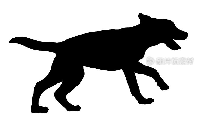 奔跑的拉布拉多寻回小狗。黑狗轮廓。宠物的动物。孤立在白色背景上。