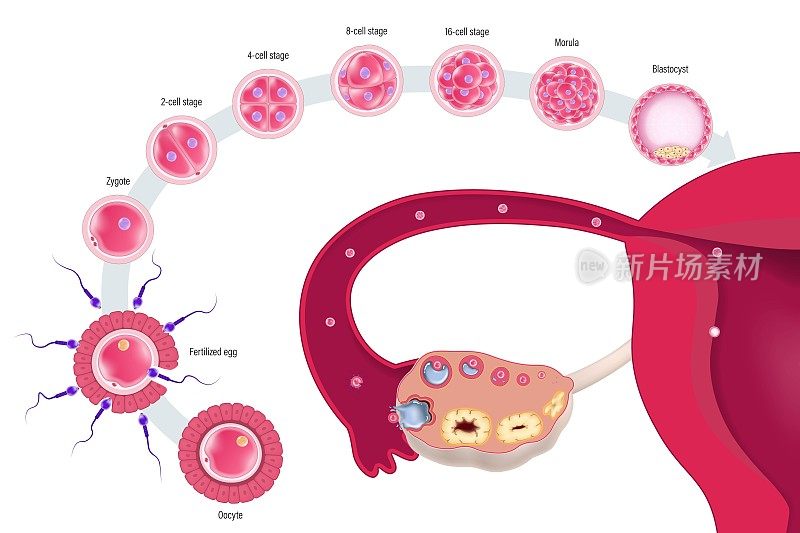 早期人类胚胎发育示意图。人类胚胎发生。排卵。卵母细胞，受精，受精卵，2细胞，4细胞，6细胞，8细胞，16细胞期，桑椹胚，囊胚。
