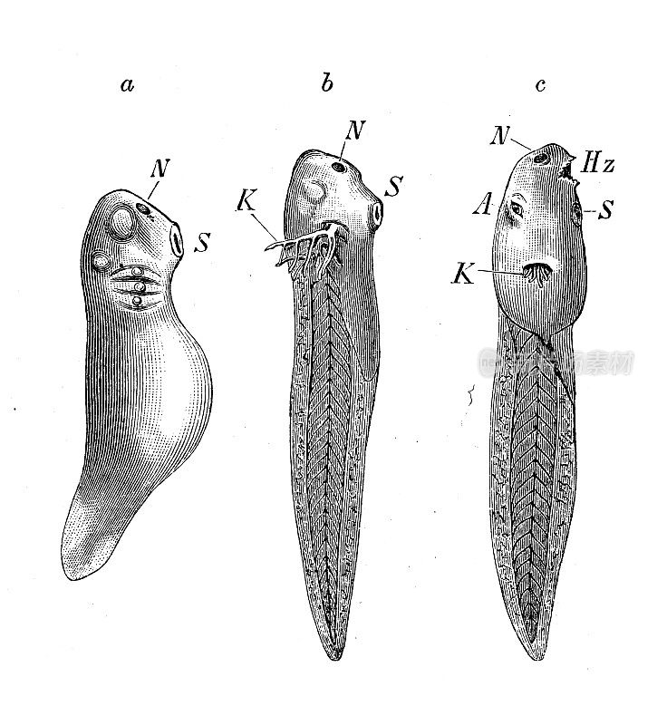 古代生物动物学图像:青蛙的幼虫阶段