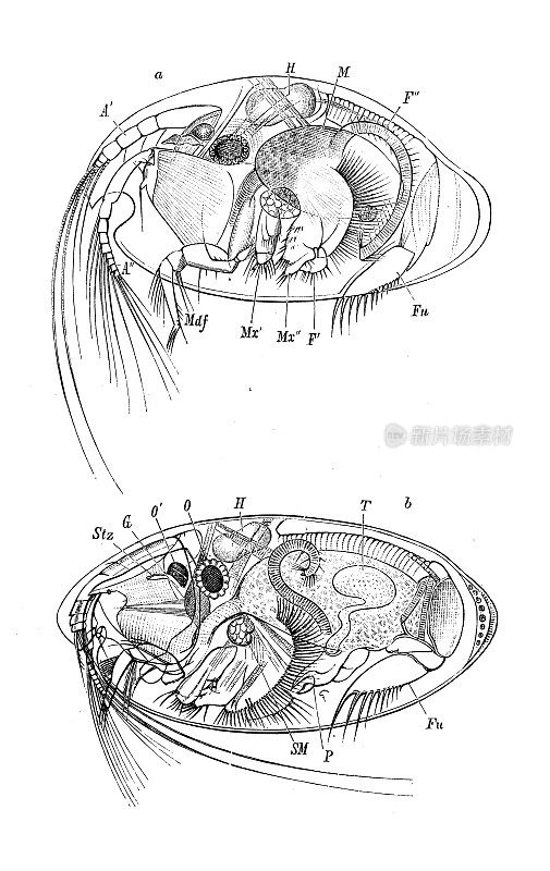 古代生物动物学图像:塞浦路斯地中海