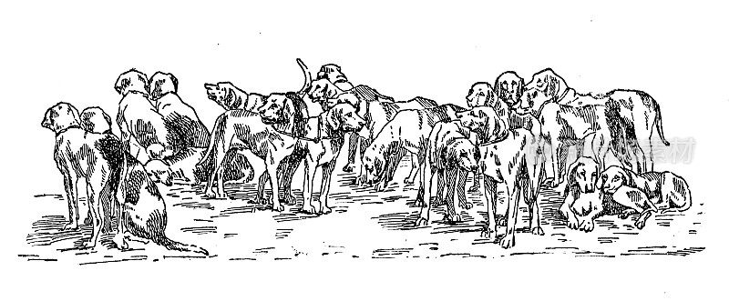 古董图片:一群猎犬