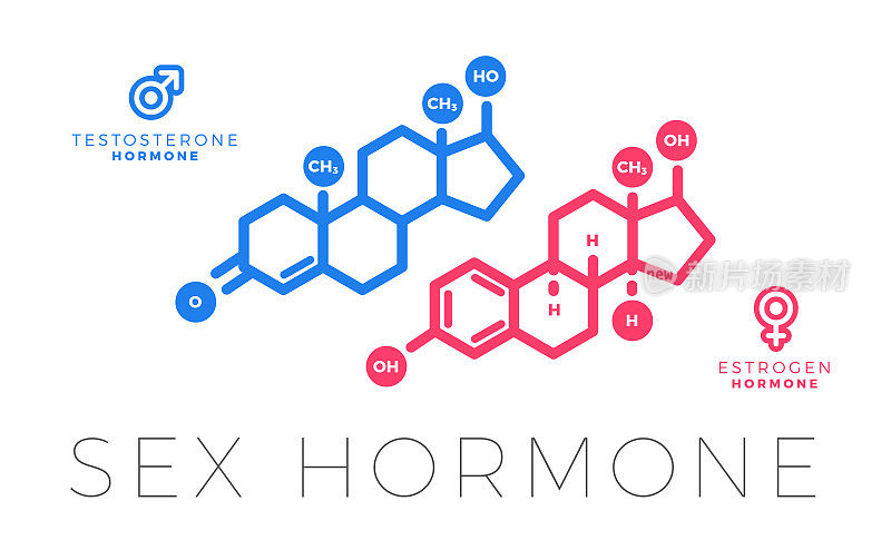 睾酮和雌激素，性激素分子。孤立的矢量图。