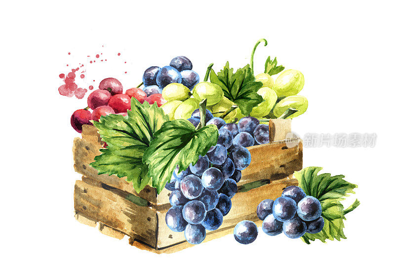盒子里装着不同种类的葡萄，有绿的、蓝的、红的。手绘水彩插图孤立的白色背景