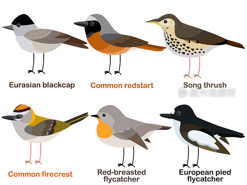 可爱的鸟矢量插图集，黑头莺，红雀，歌画眉，firerest，捕蝇鸟