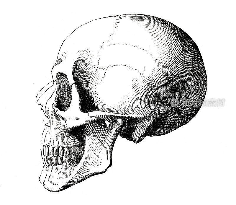 人类头骨，侧视图