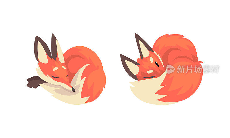狐狸动物直立的耳朵，尖鼻子和长浓密的尾巴在不同的姿势向量集