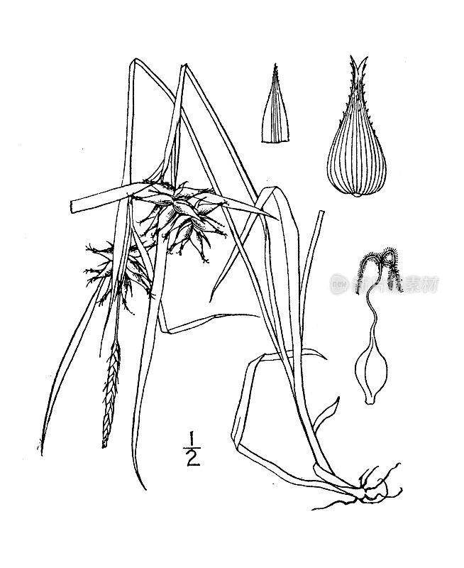 古植物学植物插图:苔草、膀胱莎草