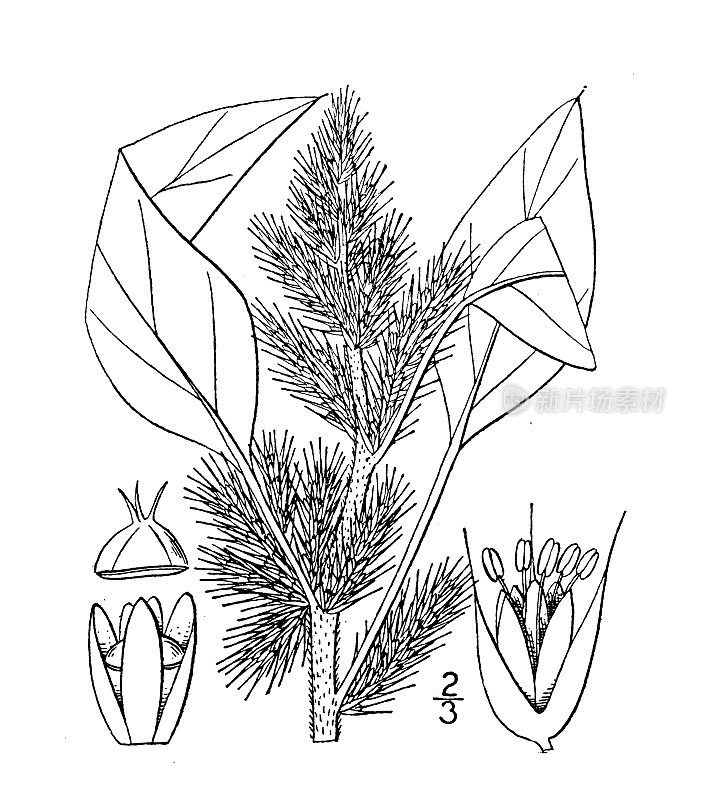 古植物学植物插图:反枝苋、糙藜