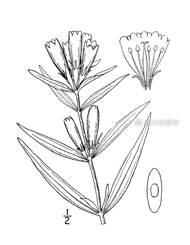 古植物学植物插图:龙胆，狭叶龙胆