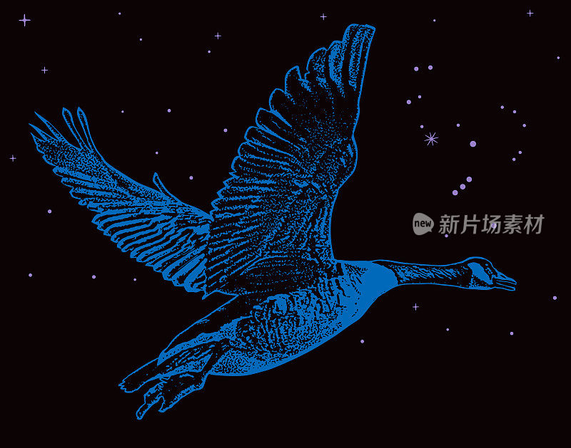 加拿大鹅在夜晚与星星一起飞翔