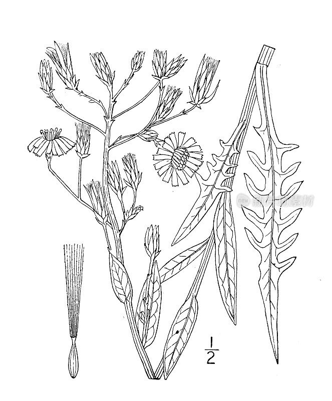 古植物学植物插图:莴苣，大的蓝色花莴苣