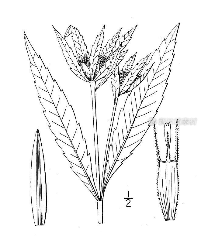 古植物学植物插图:鬼针草，叶有苞片的扁虱种子